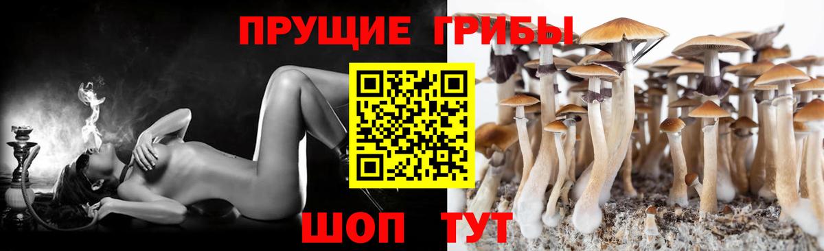 Самара  Галлюциногенные грибы Psilocybe  Вход с VPN 